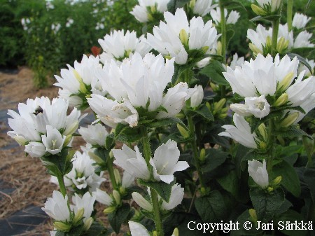 Campanula glomerata f. alba